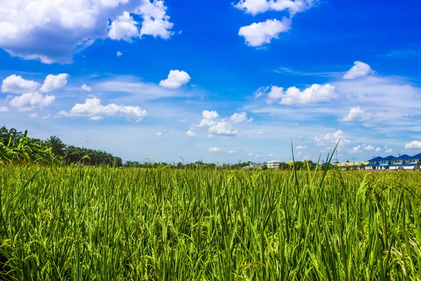 Rice seeding field and blue sky in Thailand — Stock Photo, Image