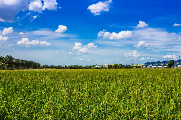 Rice seeding field and blue sky in Thailand — Stock Photo, Image