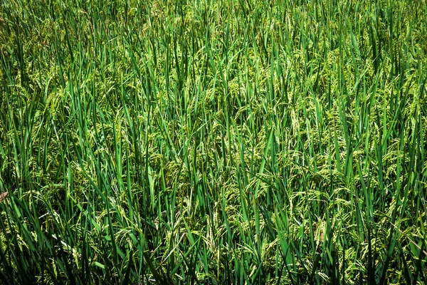 Campo de plantas de arroz en TAILANDIA — Foto de Stock