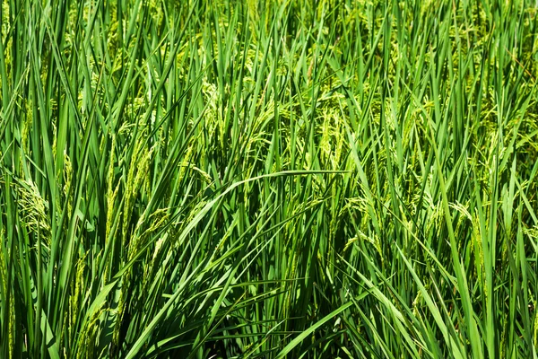 Campo de plantas de arroz en TAILANDIA — Foto de Stock