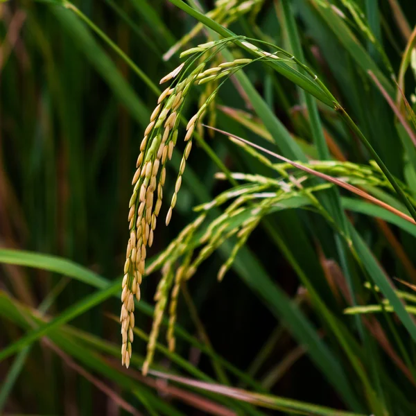 Campo de arroz — Foto de Stock