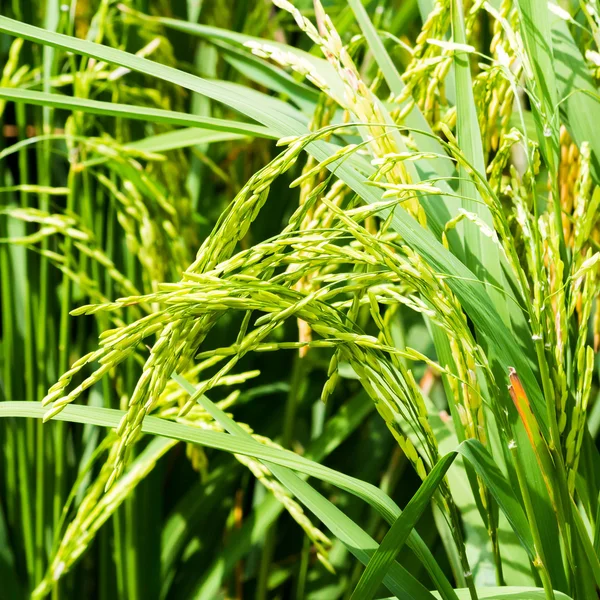 Campo de arroz —  Fotos de Stock