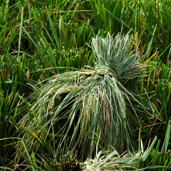 Campo de arroz — Foto de Stock