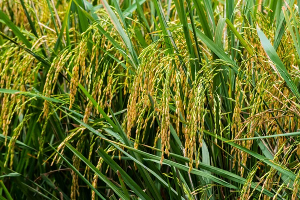 Campo de arroz —  Fotos de Stock