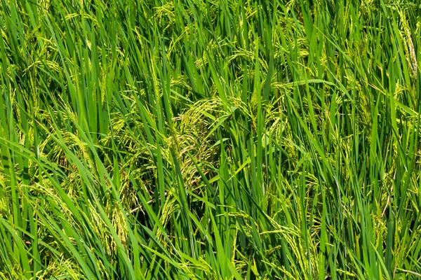 Pirinç alanı — Stok fotoğraf