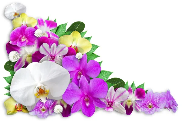 Set of Orchid Flower Background — Stock Photo, Image