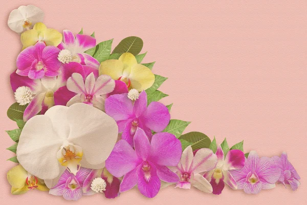 Set of Orchid Flower Background — Stock Photo, Image