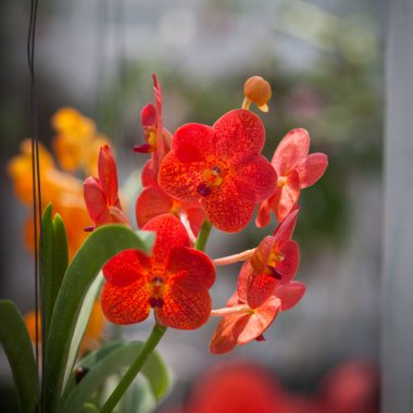 parkta güzel orkide