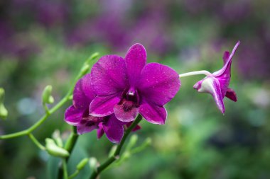 parkta güzel orkide