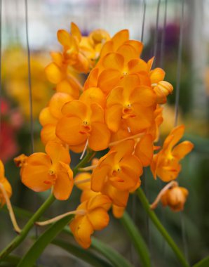 parkta güzel orkide