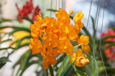 parkta güzel orkide