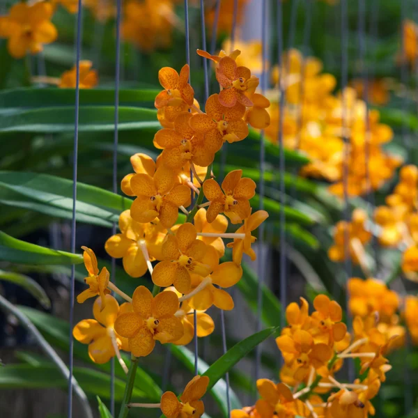 Orquídea bonita no parque — Fotografia de Stock