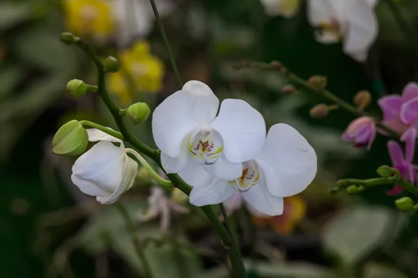 Bella orchidea nel parco — Foto Stock