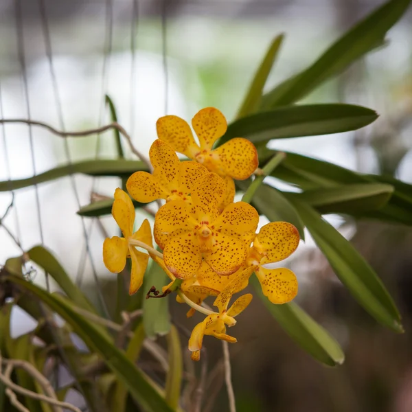 Орхидея в парке — стоковое фото