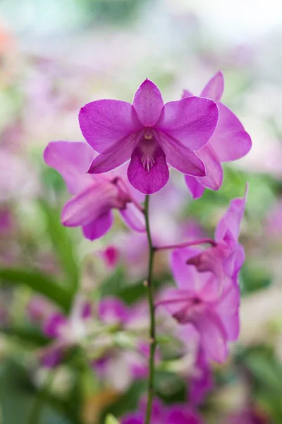 Mooie orchidee in het park — Stockfoto