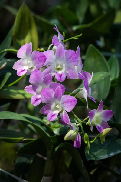 Bella orchidea nel parco — Foto Stock