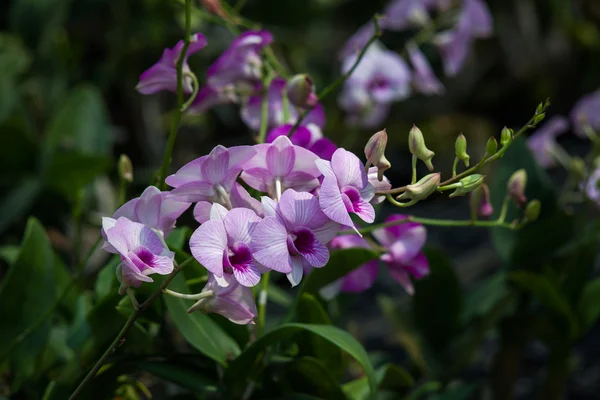 Orquídea bonita no parque — Fotografia de Stock