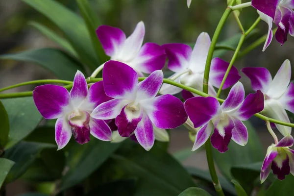 Bella orchidea nel parco — Foto Stock