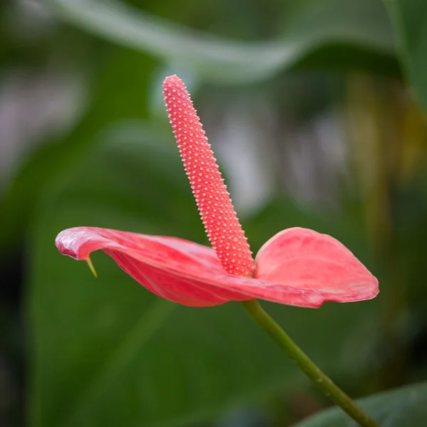 Krásná orchidej v parku — Stock fotografie