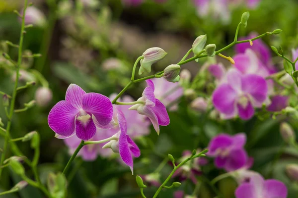 Mooie orchidee in het park — Stockfoto