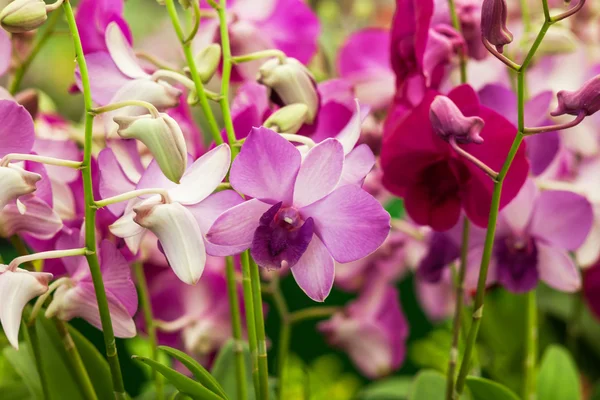 Mooie orchidee in het park — Stockfoto