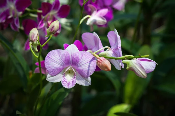 Beautiful Orchid in the Park — Stock Photo, Image