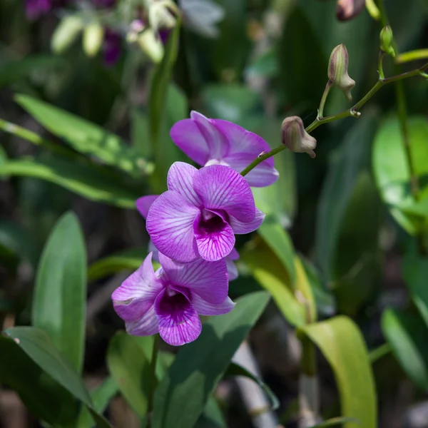 Mooie orchidee in het park — Stockfoto