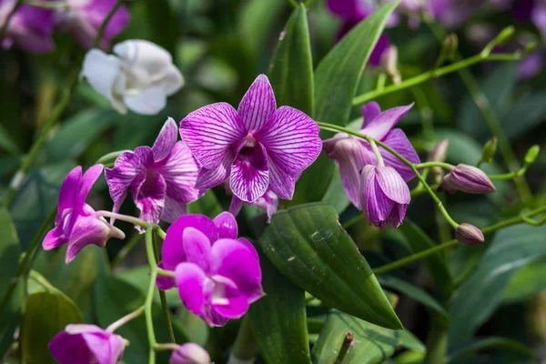 Mooie orchidee in het park — Stockfoto