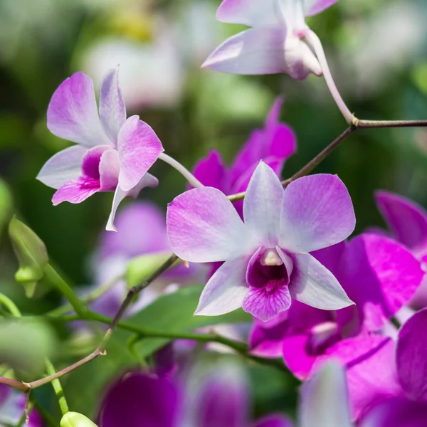 Mooie orchidee in het park — Stockfoto
