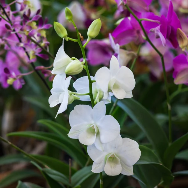 Orquídea bonita no parque — Fotografia de Stock