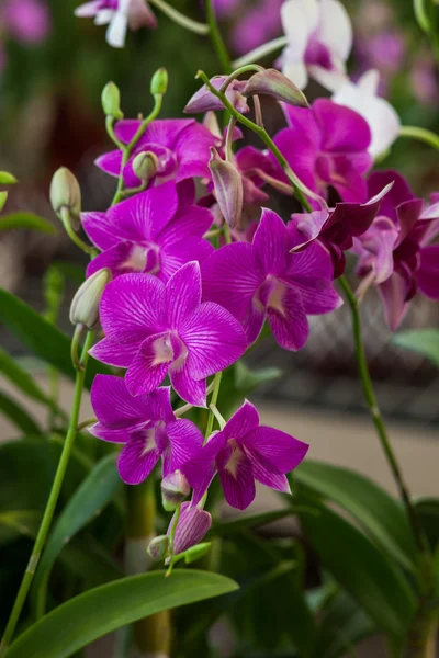 Belle orchidée dans le parc — Photo