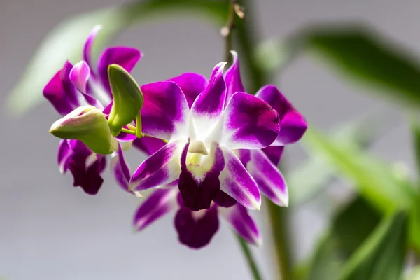 Orquídea bonita — Fotografia de Stock