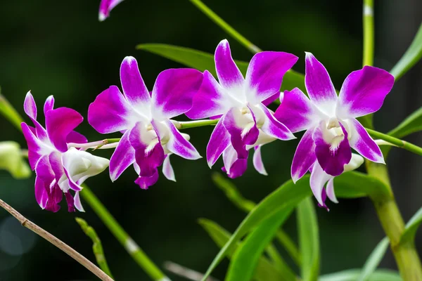 Orquídea bonita — Fotografia de Stock