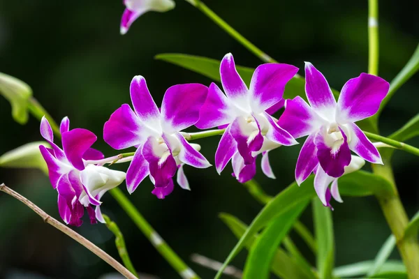 Orquídea bonita — Fotografia de Stock