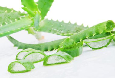 Yeşil taze aloe vera yaprağı