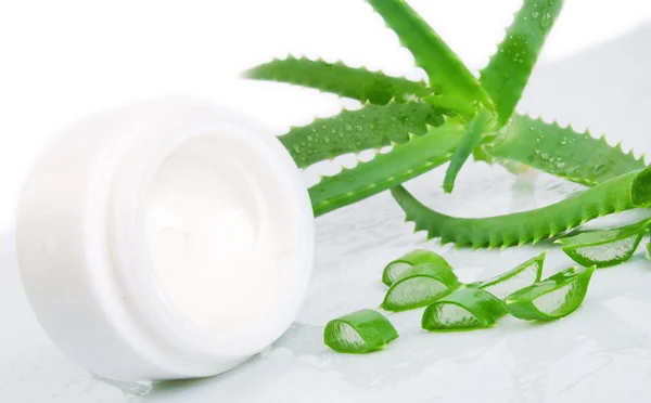 Yeşil taze aloe vera yaprağı