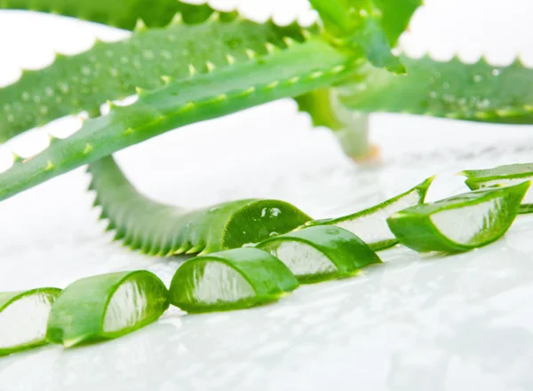 Grön färsk aloe vera blad — Stockfoto