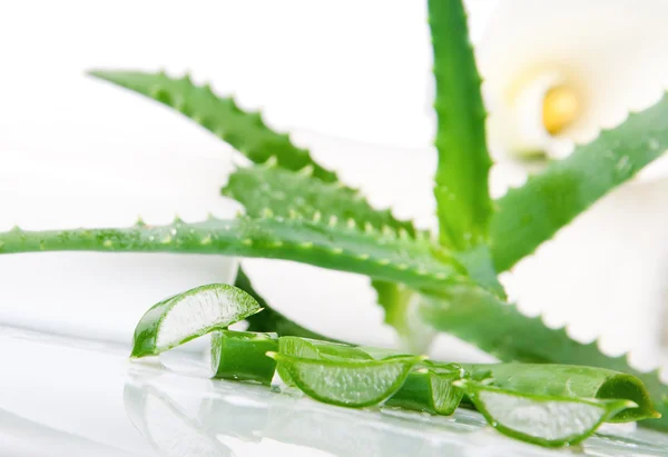 Feuilles d'aloe vera fraîches vertes — Photo