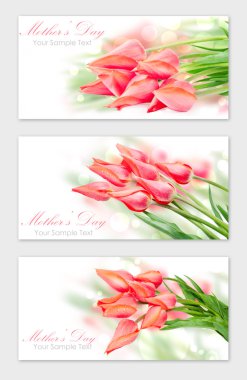 taze bahar Lale çiçek