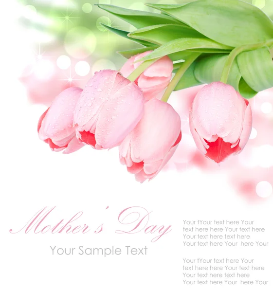 Fresh spring tulip flowers — Stock Photo, Image