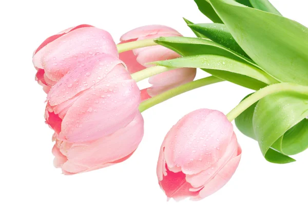 Färsk våren tulpan blommor — Stockfoto