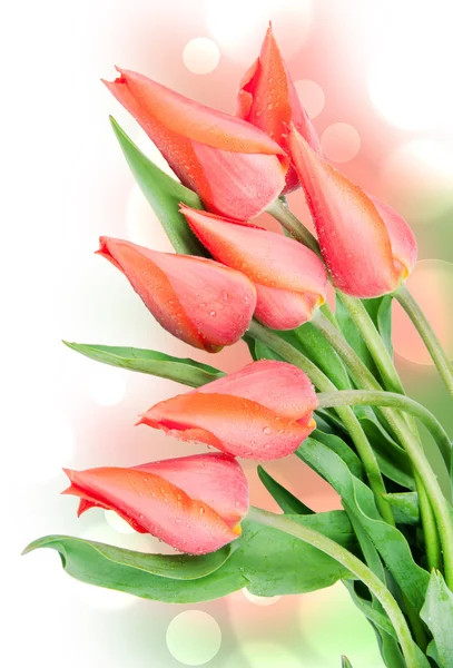 Čerstvý jarní Tulipán květy — Stock fotografie