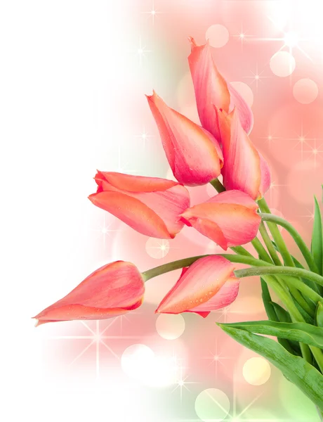 Flores frescas de tulipán de primavera — Foto de Stock