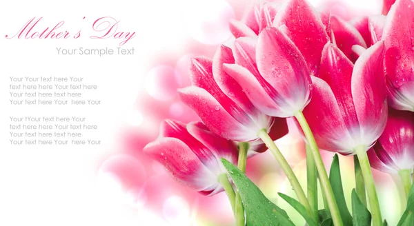 Flores de tulipa de primavera frescas Imagens Royalty-Free