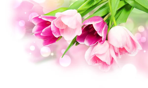 Flores frescas de tulipán de primavera aisladas en blanco — Foto de Stock
