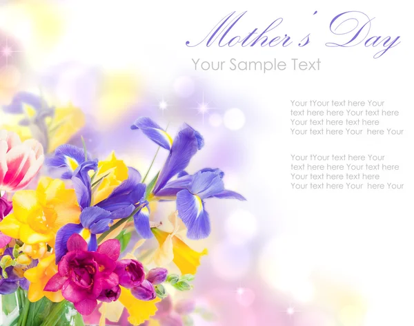 Fleurs fraîches d'iris de printemps isolées sur blanc — Photo