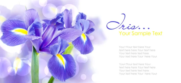 Fiori freschi di iris primaverili idolatrati sul bianco — Foto Stock