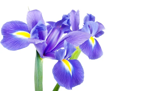 Friss tavaszi iris virágok idolated fehér — Stock Fotó