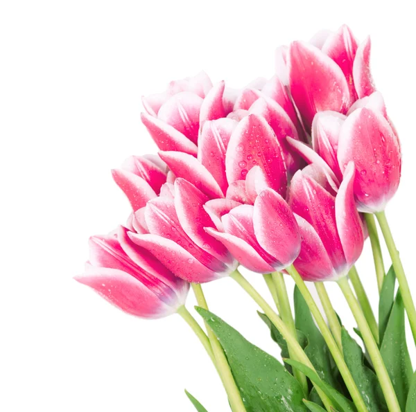 Fresh spring tulip flowers isolated on white — Stock Photo, Image