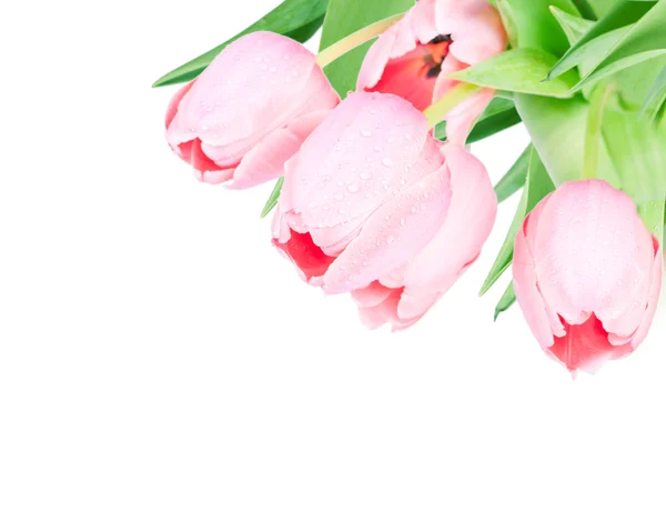 Fleurs fraîches de tulipes printanières isolées sur blanc — Photo